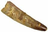 Fossil Spinosaurus Tooth - Real Dinosaur Tooth #346817-1